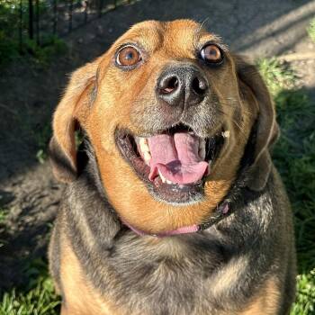 Butterbean -  Beagle Dog for Adoption in Matteson, Illinois - Butterbean | PetCurious