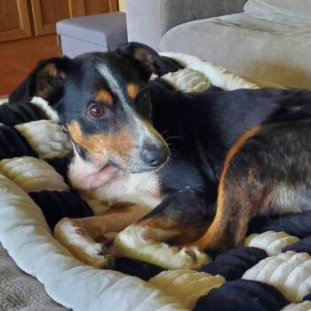 Porky -  Shepherd Dog for Adoption in Springfield, Missouri - Porky | PetCurious