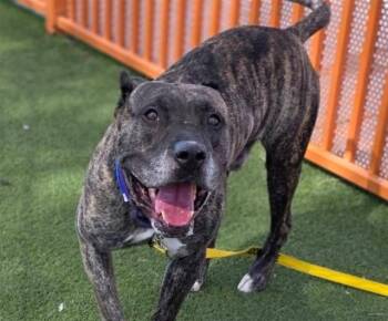 Rescue Mastiff Dogs for Adoption in Las Vegas, Nevada - HERCULES | PetCurious