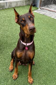 Doberman Pinscher Dogs Available for Adoption - Mable 3517 | PetCurious