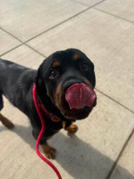 Rodney -  Rottweiler Dog for Adoption in Cleveland, Ohio - Rodney | PetCurious