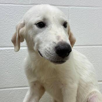 Mayonnaise -  Great Pyrenees and Mixed Breed Dog for Adoption in Corpus Christi, Texas - Mayonnaise | PetCurious
