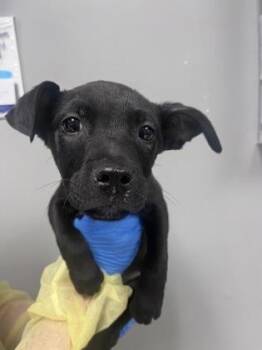 Terrier and Mixed Breed Dogs Available for Adoption - Melman | PetCurious