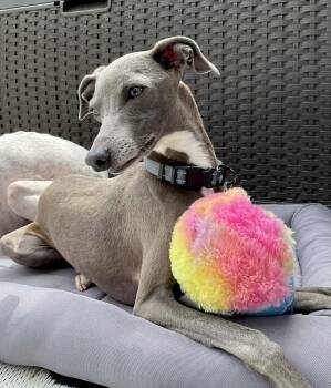 Italian Greyhound Dogs Available for Adoption in Edgewater, Maryland - Nachi | PetCurious
