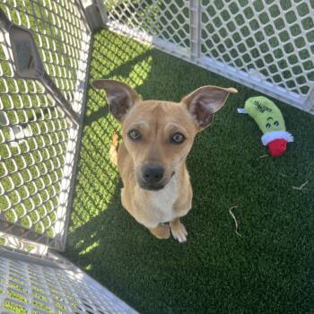 Dewey -  Chihuahua Dog for Adoption in Hughesville, Maryland - Dewey | PetCurious
