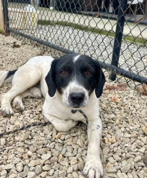 Rescue Mixed Breed Dogs for Adoption in Dickson, Tennessee - Carl | PetCurious