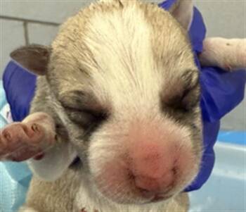 Rescue Mixed Breed Dogs for Adoption in Dallas, Texas - TOASTED GRAHAM | PetCurious