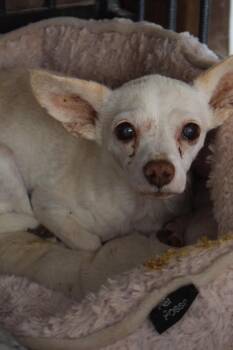 Lucy -  Chihuahua Dog for Adoption in Pahrump, Nevada - Lucy | PetCurious