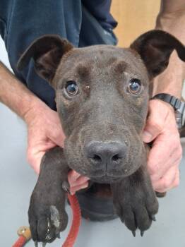 Rescue Labrador Retriever Dogs for Adoption in Hartsville, South Carolina - Marlowe | PetCurious