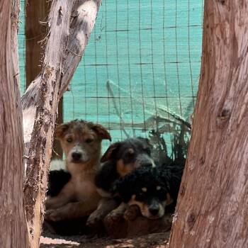 Keepies -  Mixed Breed Dog for Adoption in Moab, Utah - Keepies | PetCurious
