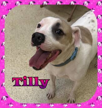Tilly -  Terrier Dog for Adoption in Muncie, Indiana - Tilly | PetCurious