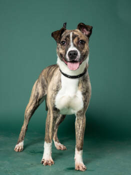 Rescue Mixed Breed Dogs for Adoption in Atlanta, Georgia - Mimo | PetCurious