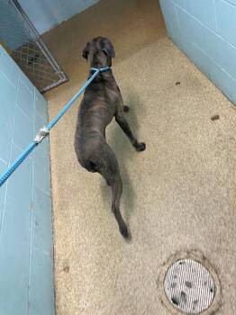 Shakira -  Mixed Breed Dog for Adoption in Cincinnati, Ohio - Shakira | PetCurious