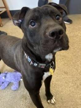 Keldan -  Pit Bull Terrier Dog for Adoption in Cleveland, Ohio - Keldan | PetCurious