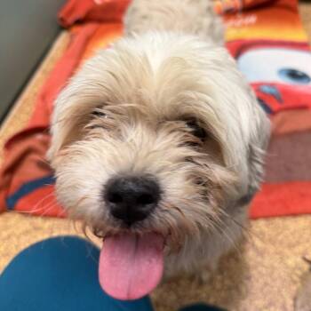 Collin -  Bichon Frise and Mixed Breed Dog for Adoption in Matteson, Illinois - Collin | PetCurious