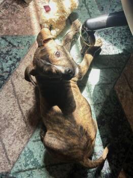 Howlsey -  American Bulldog Dog for Adoption in Roanoke, Virginia - Howlsey | PetCurious