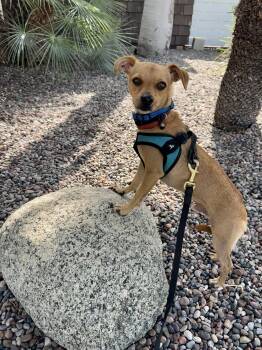 Calvin -  Chihuahua Dog for Adoption in Orange, California - Calvin | PetCurious