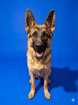 Mixed Breed Dogs Available for Adoption in Jacksonville, Florida - MANNY | PetCurious