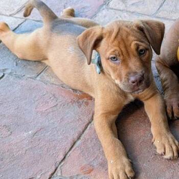 Sandy -  Mixed Breed Dog for Adoption in Dubuque, Iowa - Sandy | PetCurious