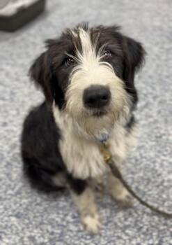 Eleanor -  Australian Shepherd and Irish Wolfhound Dog for Adoption in Bemidji, Minnesota - Eleanor | PetCurious