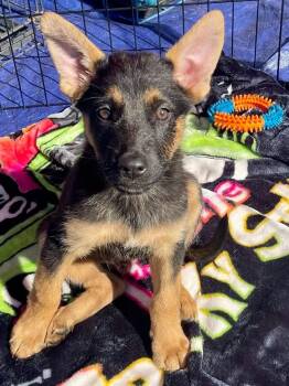Rescue German Shepherd Dog Dogs for Adoption in San Antonio, Texas - Valor | PetCurious