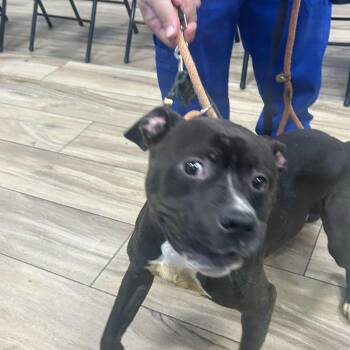 Pit Bull Terrier Dogs Available for Adoption in Newark, New Jersey - Sabbeth | PetCurious
