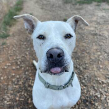 Rescue Pit Bull Terrier Dogs for Adoption in Columbia, South Carolina - Wagner | PetCurious