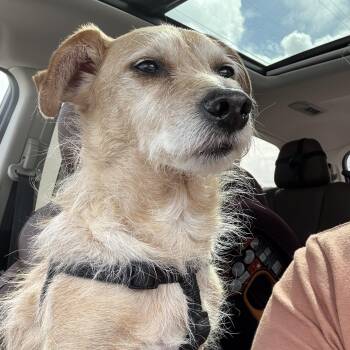 Wirehaired Terrier Dogs Available for Adoption - Max | PetCurious