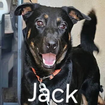 Rescue Terrier Dogs for Adoption in Dallas, Texas - Jackson | PetCurious