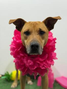 German Shepherd Dog and Hound Dogs Available for Adoption - Jake | PetCurious