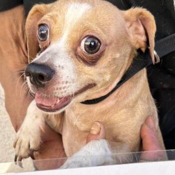 Chucho -  Chihuahua Dog for Adoption in San Gabriel, California - Chucho | PetCurious