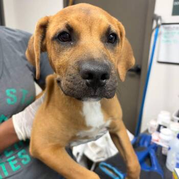 Love -  Terrier and Mixed Breed Dog for Adoption in Cleveland, Mississippi - Love | PetCurious