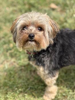 Yorkshire Terrier Dogs Available for Adoption - Teddie | PetCurious