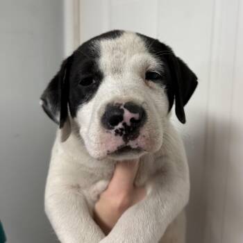 Sam -  Pit Bull Terrier Dog for Adoption in Columbia, South Carolina - Sam | PetCurious