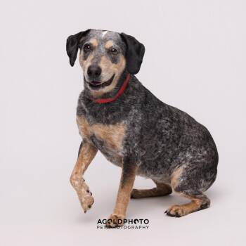 Bluetick Coonhound Dogs Available for Adoption - Meadow | PetCurious