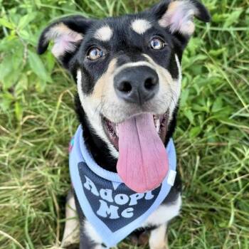 Rescue Labrador Retriever and Hound Dogs for Adoption in Nashville, Tennessee - Pippa | PetCurious