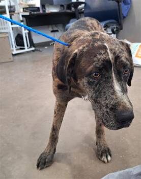 Mixed Breed Dogs Available for Adoption - CHICAGO | PetCurious