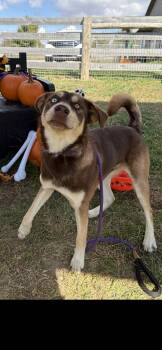 Rescue Husky Dogs for Adoption in Shelbyville, Kentucky - Astro | PetCurious