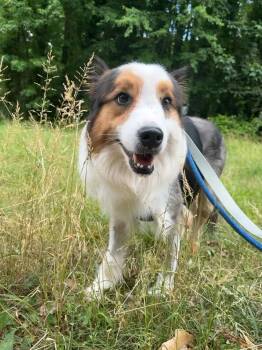 Australian Shepherd Dogs Available for Adoption in Marietta, Georgia - Monte | PetCurious