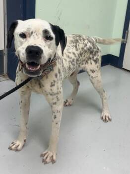 MC -  Mixed Breed Dog for Adoption in Savannah, Georgia - MC | PetCurious