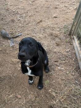 Daisy -  Labrador Retriever and Cattle Dog Dog for Adoption in Eureka, California - Daisy | PetCurious