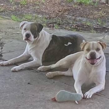 American Staffordshire Terrier and Mixed Breed Dogs Available for Adoption in Houston, Texas - Bonnie And Clive | PetCurious
