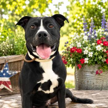 Brad -  Pit Bull Terrier Dog for Adoption in Pulaski, Tennessee - Brad | PetCurious