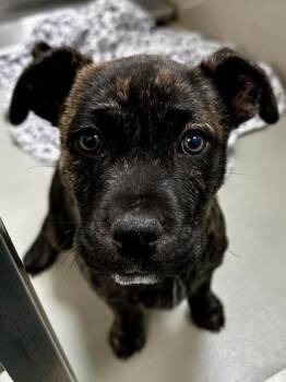 Mixed Breed Dogs Available for Adoption - Maybe Man (FOSTER TO ADOPT) | PetCurious