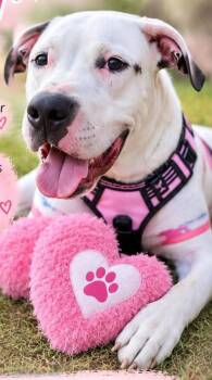 Snow Dove loves dogs people -  Yellow Labrador Retriever and American Staffordshire Terrier Dog for Adoption in Hermosa Beach, California - Snow Dove Loves Dogs People | PetCurious