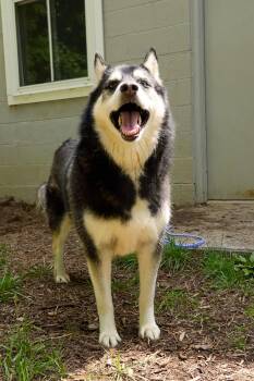 Husky Dogs Available for Adoption in Floyd, Virginia - Obi | PetCurious