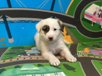 Collie and Anatolian Shepherd Dogs Available for Adoption - Taylor | PetCurious