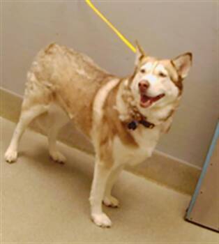 DAKOTA -  Siberian Husky Dog for Adoption in Las Vegas, Nevada - DAKOTA | PetCurious
