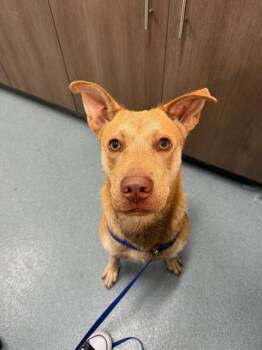 Rescue Labrador Retriever Dogs for Adoption in Baytown, Texas - CLOONEY | PetCurious