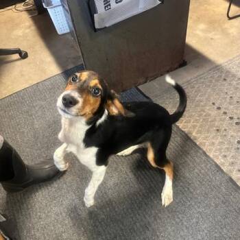 John Deere -  Hound Dog for Adoption in Enterprise, Alabama - John Deere | PetCurious
